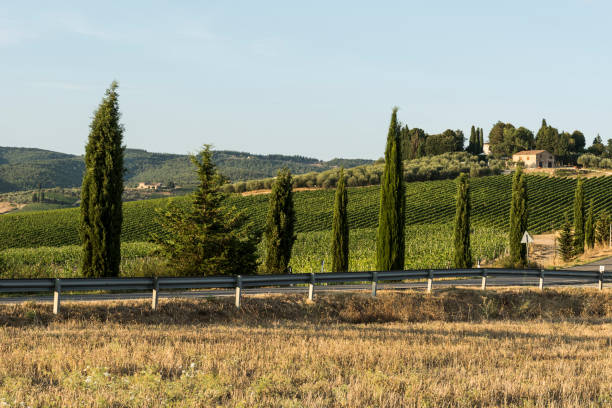 Vigneti nella campagna tra Pistoia e il Montalbano