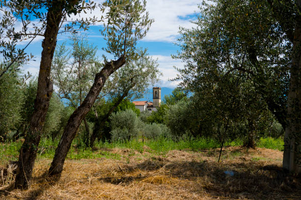 Uliveti del Montalbano sopra Quarrata