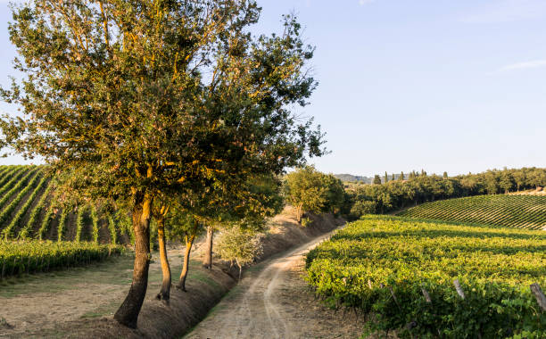 Colline del Montalbano dove sorge Villa La Magia